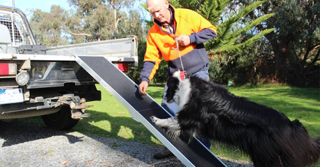 Person helping a black dog up a ramp onto a ute in a grassy outdoor area