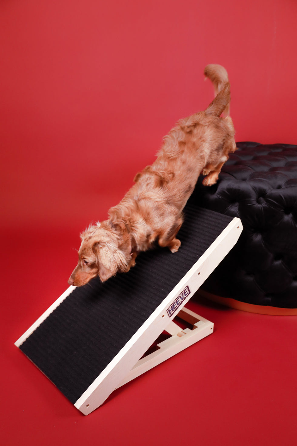 Small dog walking down wooden dog ramp side view
