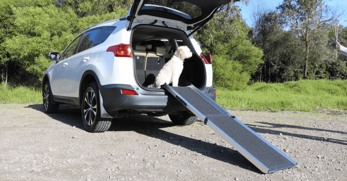 Dog in rear of car with ramp