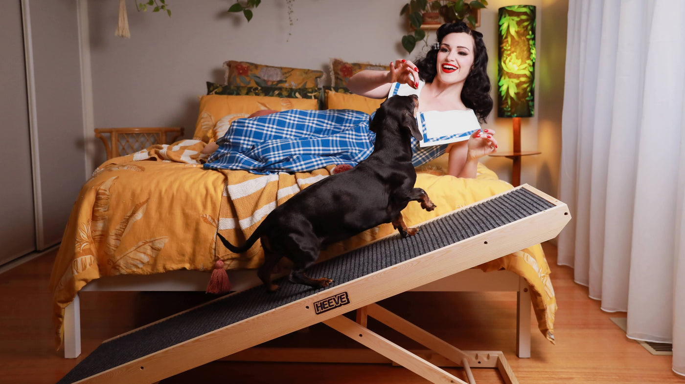 Dog walking up ramp to owner on bed