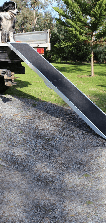 Border collie dog on ute with a black ramp 