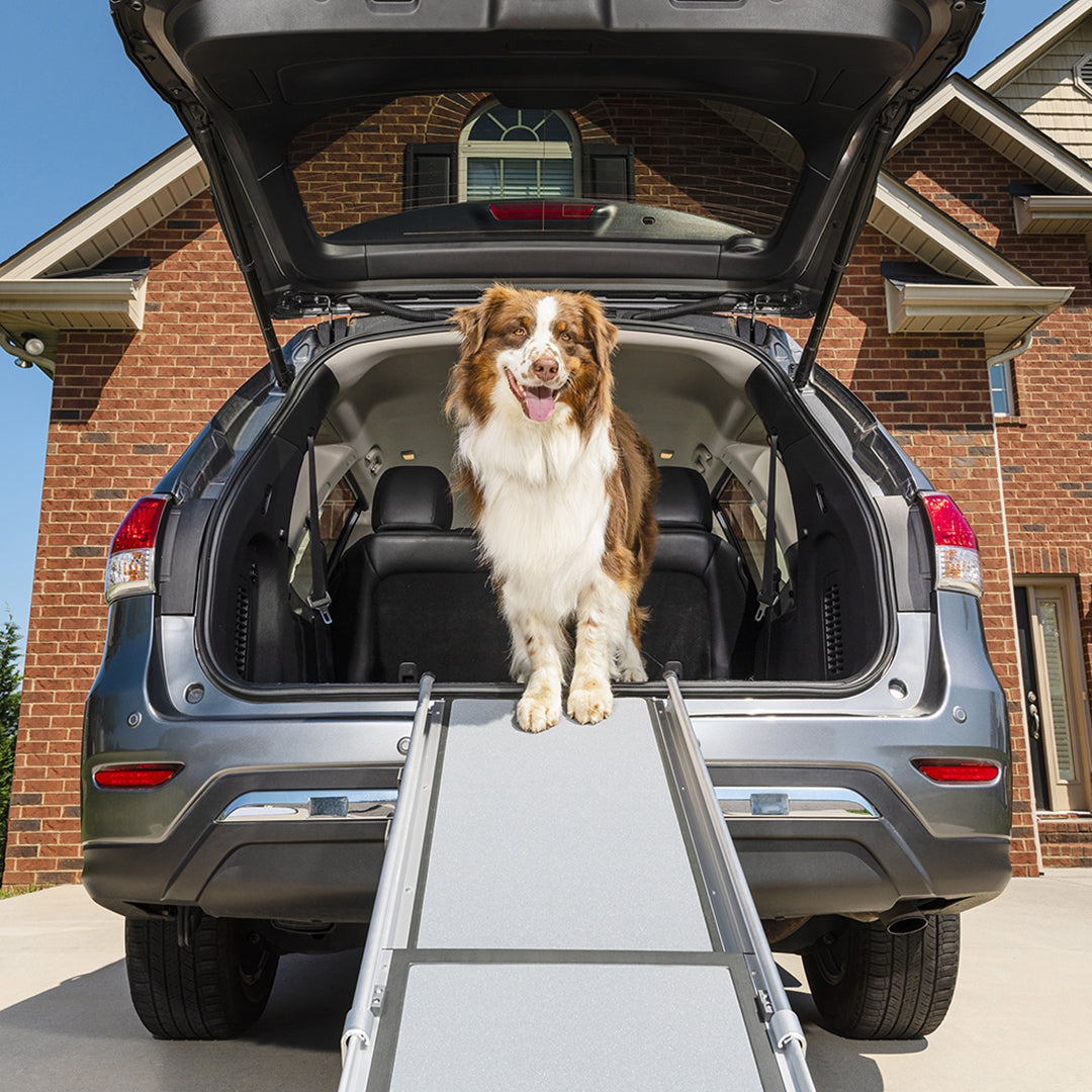 Happy Ride™ Deluxe Telescoping Ramp - dog at the top of the ramp into an SUV boot
