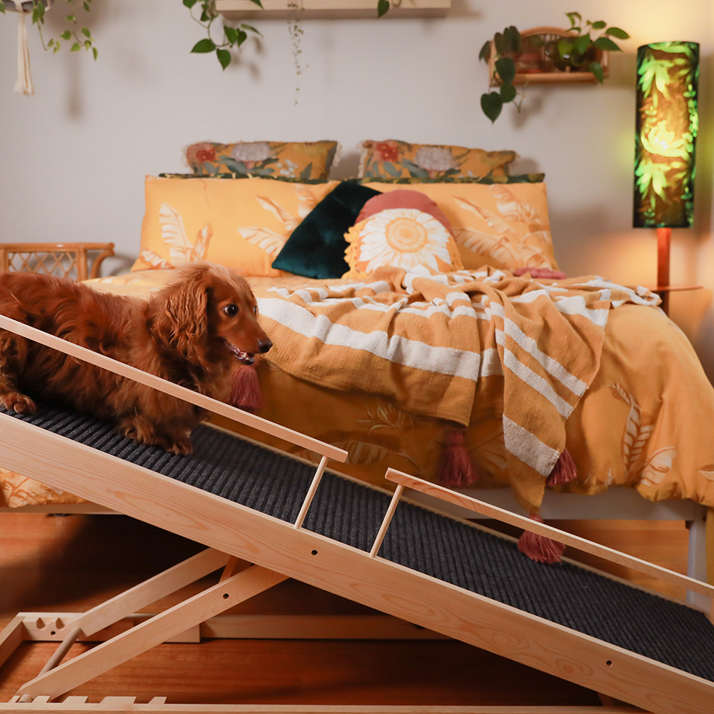 dog walking down using Heeve 'Up-Ya-Get' Wooden Dog Ramp For Beds & Couches