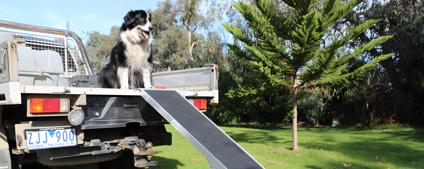 Dog on top of ute with ramp. Green garden background