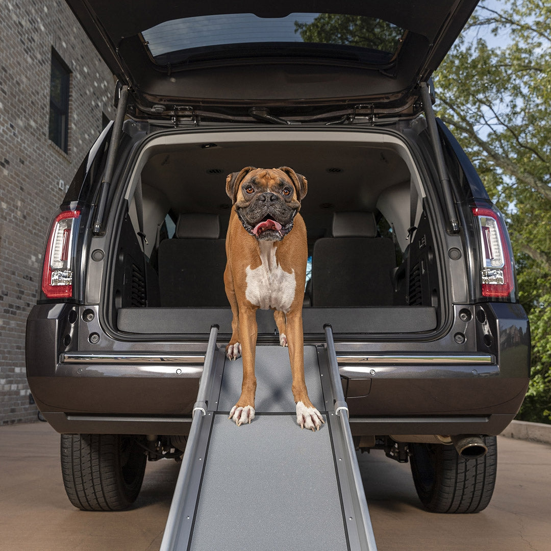 Happy Ride™ Compact Telescoping Dog Ramp - boxer walking down the ramp from an SUV boot