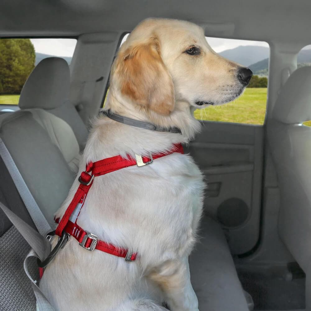 Kurgo® Tru-Fit Enhanced Strength Dog Car Harness - Black - Kurgo - Ramp Champ