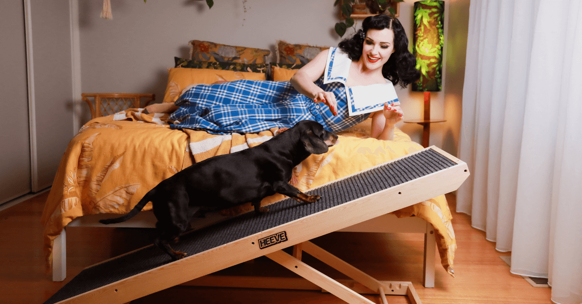 A black small dog walking up a wooden dog ramp beside a bed towards a lady giving some dog treats