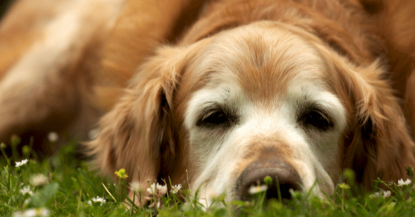 Help your dog with arthritis