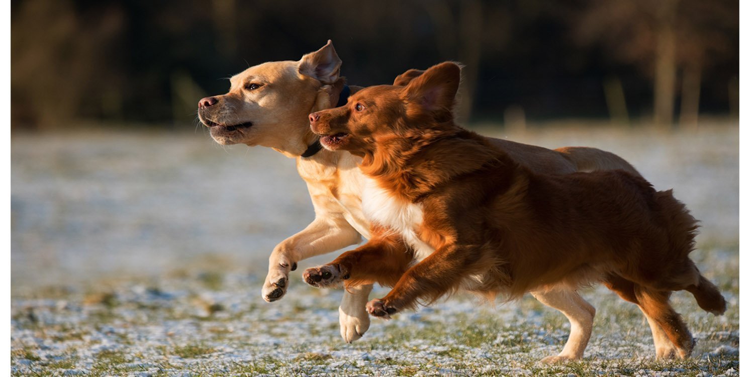 Two brown dogs running side by side on field