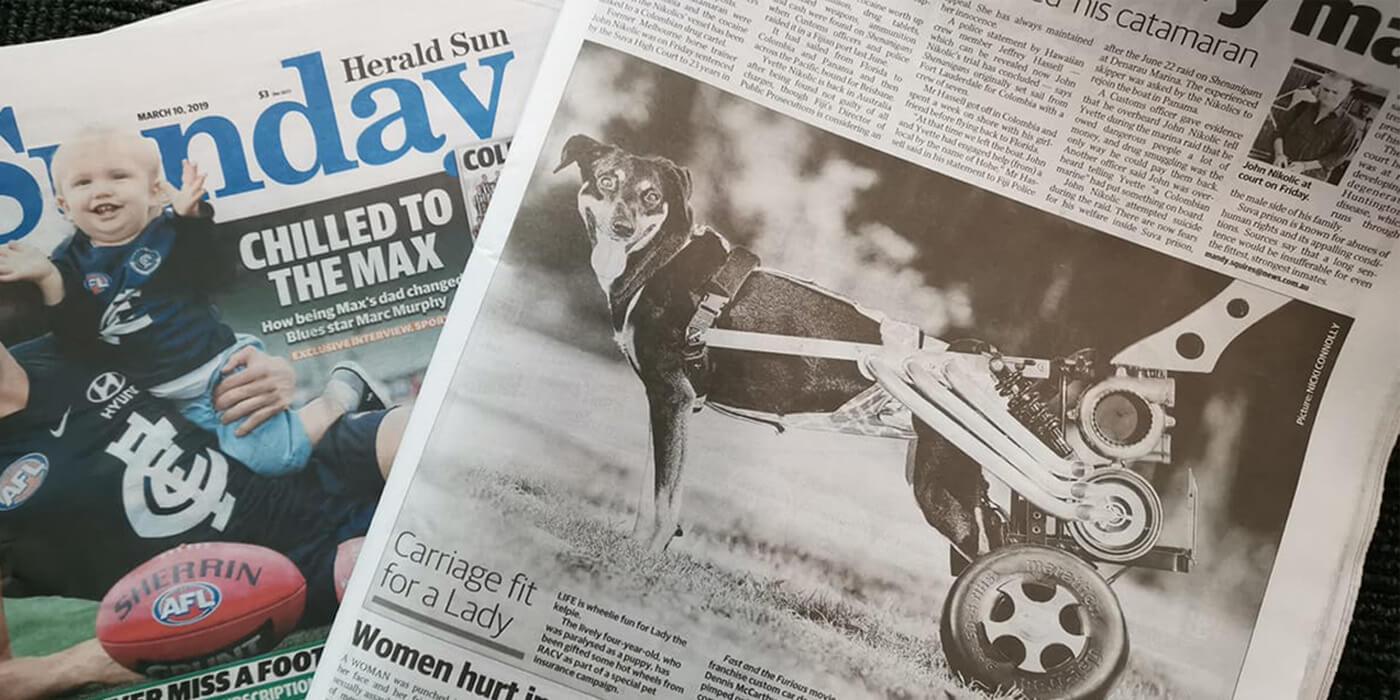 News clip of Lady, the paraplegic dog