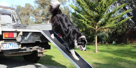 a large dog getting out of a pick up truck using a ramp 