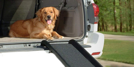 brown dog sitting on open car trunk