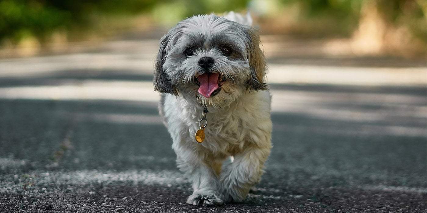 a happy white and grey shih tzu puppy walking on street