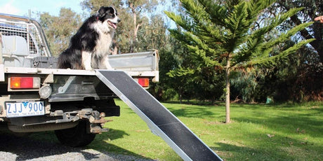 Black and white dog sitting on a ute with ramp