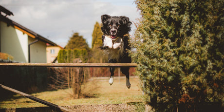 Black medium coated dog jumping over wood plank