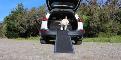 A white furry dog walking down a ramp from a car's trunk