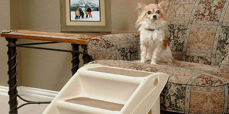 white and brown long hair dog sitting on couch with stairs