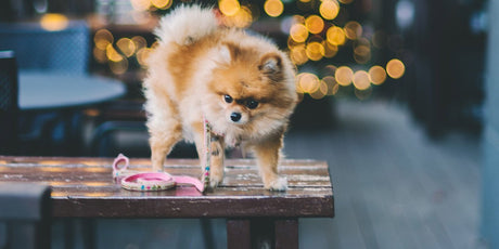 medium haired brown and white dog standing on a table trying to go down