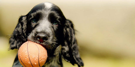 black furry dog with orange ball on mouth