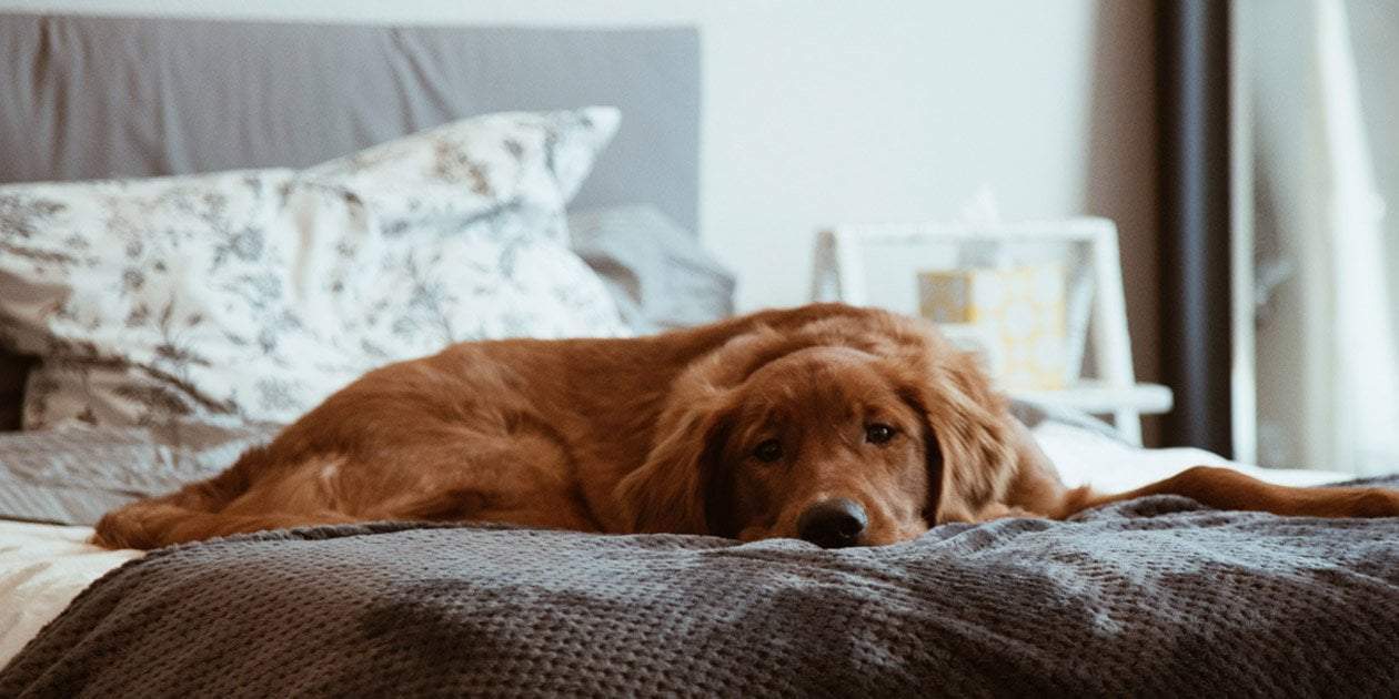 short-coated brown dog lying on the bed