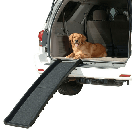 Dog ramp on rear of car with golden retriever dog in the rear lying down