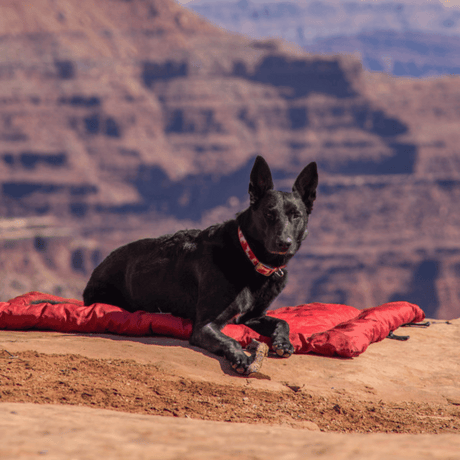 PetSafe® Pet Products Kurgo Loft Wander Bed for Dogs