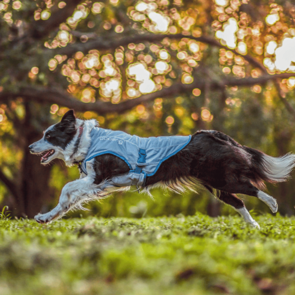 Kurgo Pet Products Kurgo Core Cooling Dog Vest - Icy Blue/Storm Blue