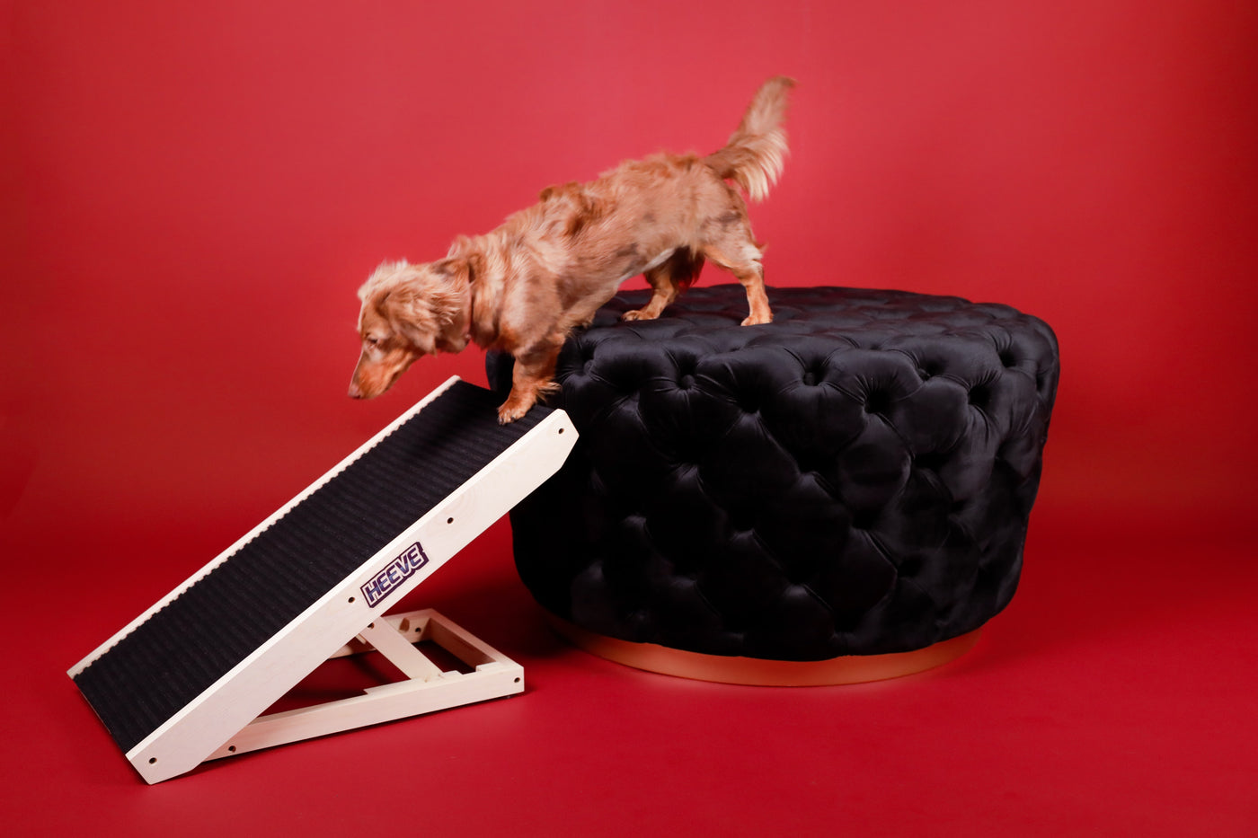 Dog using black and timber wooden dog ramp on red background