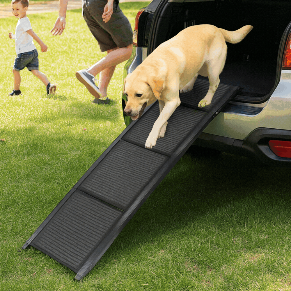 A golden retriever walks down a black foldable ramp exiting an SUV trunk onto a grassy lawn.