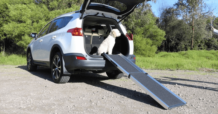Dog in rear of car with ramp 