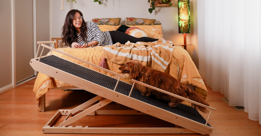 Asian female lying on yellow bed in a room with timber floors watching a small dog walking up a wooden dog ramp