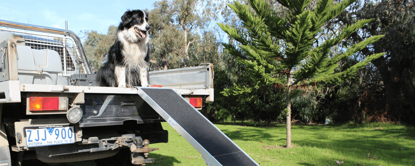 Dog on top of ute with ramp. Green garden background