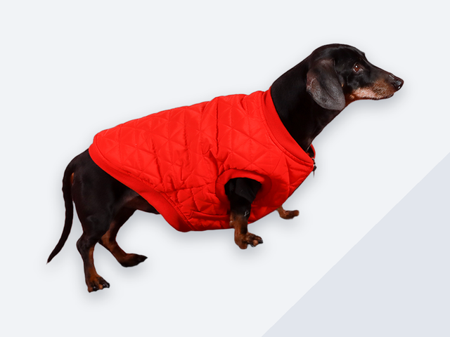Dog Ramps: Car, bed & couch