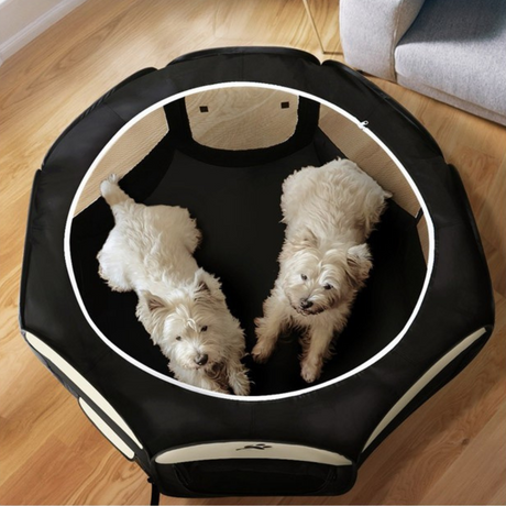 Two small white dogs lying inside the black and white playpen, viewed from above.