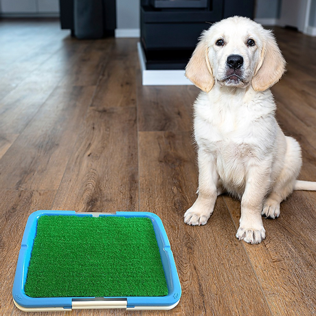 dog beside the New Aim Portable Puppy Pet Toilet