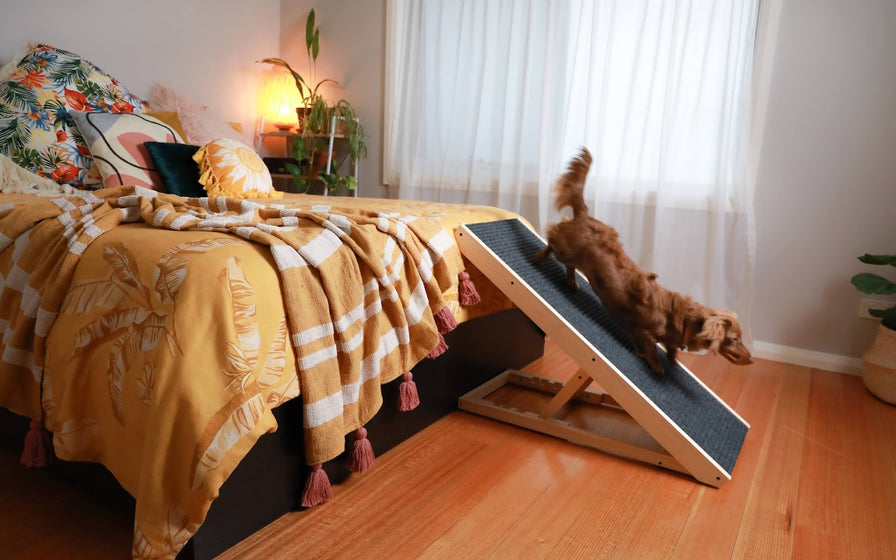 Ramp Champ story-dog-bedroom