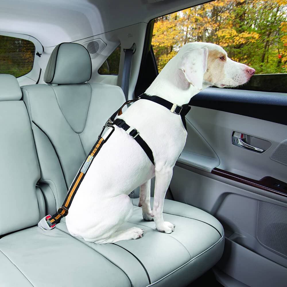 Kurgo® Direct to Seatbelt Tether for Dogs - Kurgo - Ramp Champ