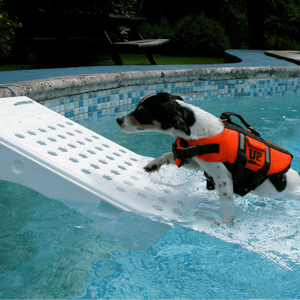 Above ground pool dog ramp outlet